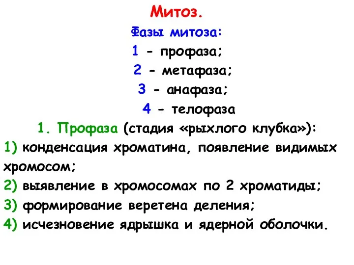 Митоз. Фазы митоза: 1 - профаза; 2 - метафаза; 3 - анафаза;