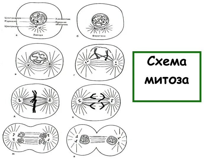 Схема митоза