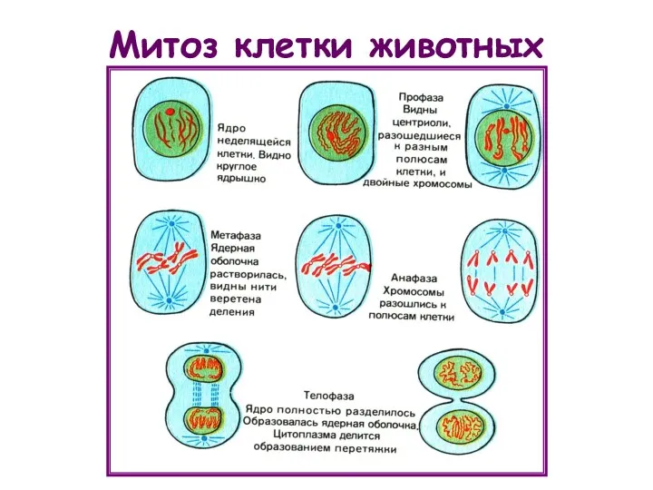 Митоз клетки животных