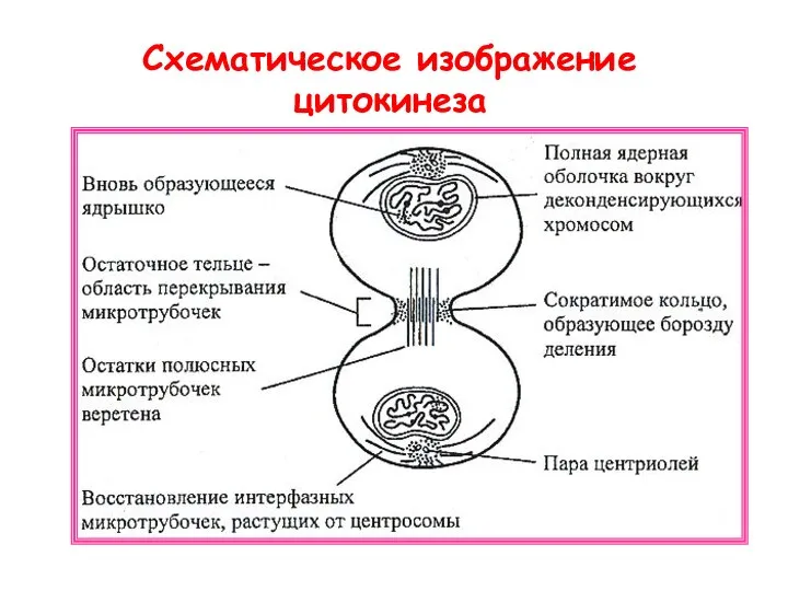 Схематическое изображение цитокинеза