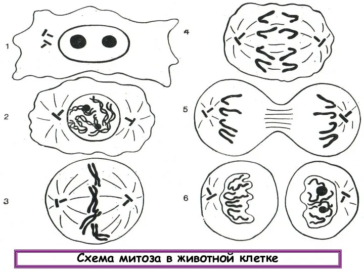 Схема митоза в животной клетке