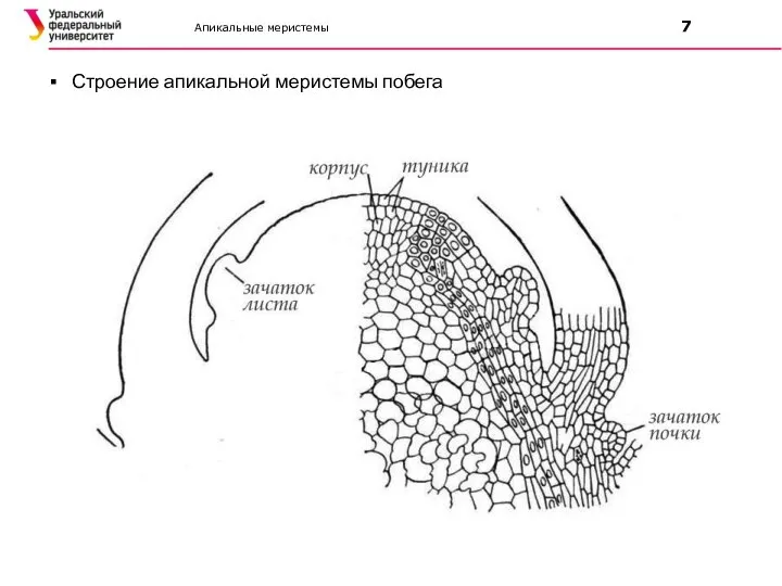Апикальные меристемы 7 Строение апикальной меристемы побега