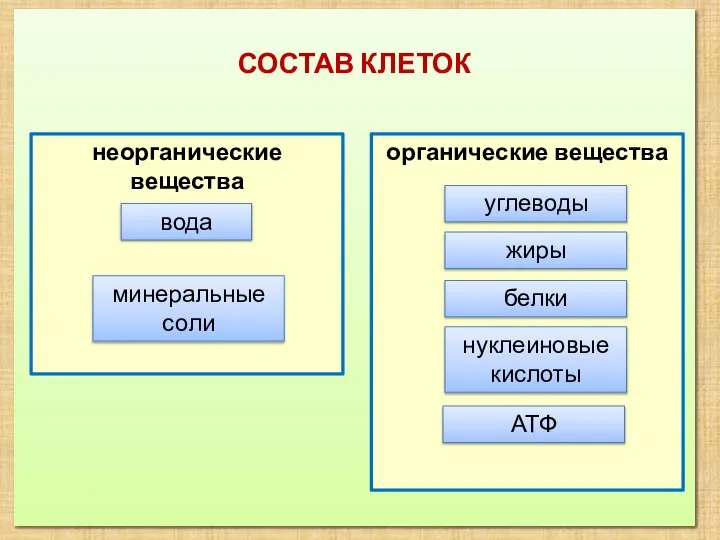 СОСТАВ КЛЕТОК органические вещества