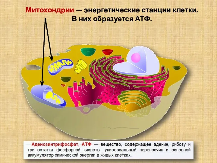 Митохондрии — энергетические станции клетки. В них образуется АТФ.