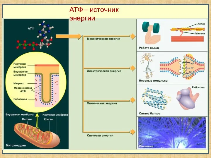 АТФ – источник энергии