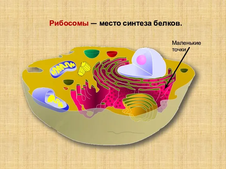 Рибосомы — место синтеза белков. Маленькие точки