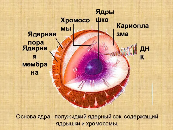 Основа ядра - полужидкий ядерный сок, содержащий ядрышки и хромосомы.