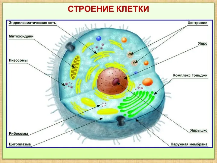 СТРОЕНИЕ КЛЕТКИ