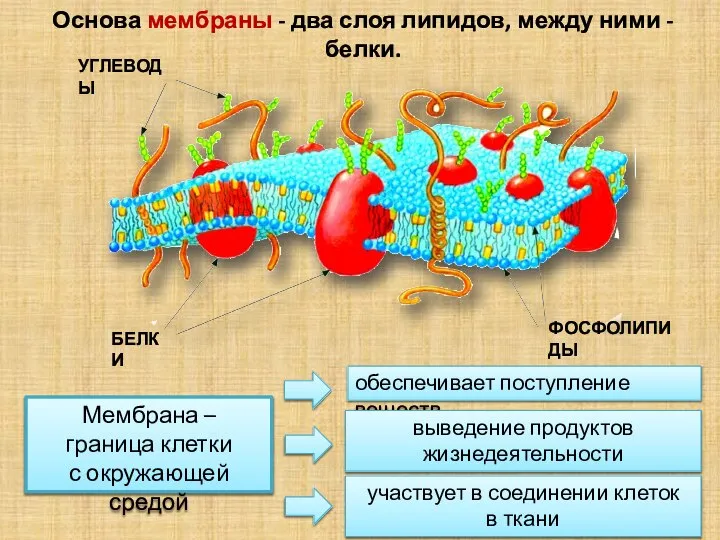 Мембрана – граница клетки с ок­ружающей средой обеспечивает поступление веществ Основа мембраны