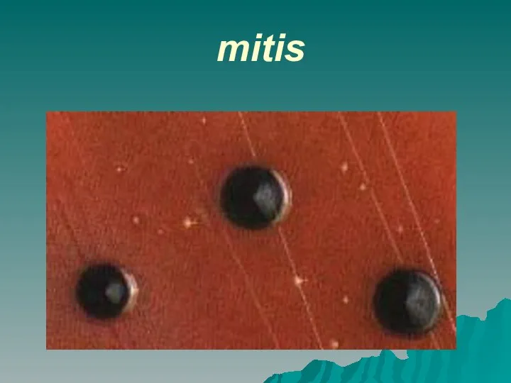 mitis