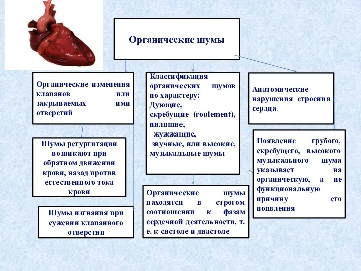 Органические шумы Органические изменения клапанов или закрываемых ими отверстий Классификация органических шумов