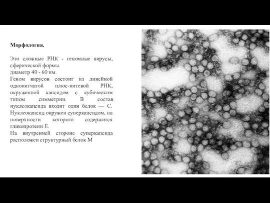 Морфология. Это сложные РНК - геномные вирусы, сферической формы. диаметр 40 -