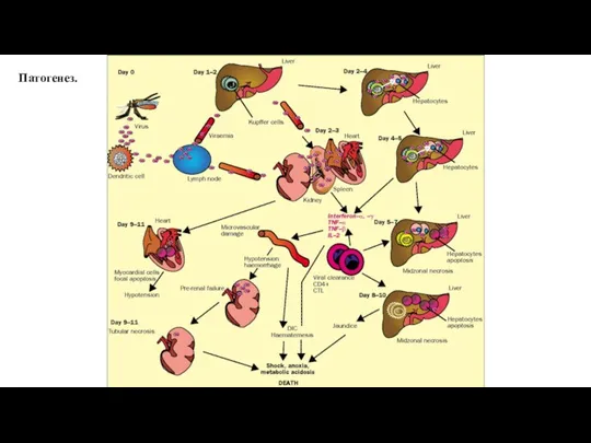 Патогенез.