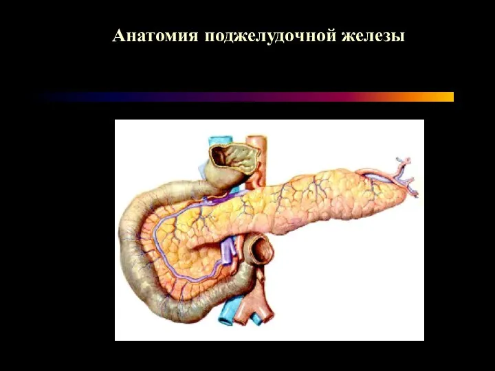 Анатомия поджелудочной железы