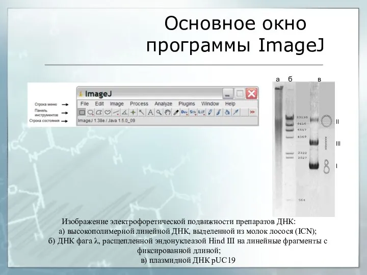 Основное окно программы ImageJ Изображение электрофоретической подвижности препаратов ДНК: а) высокополимерной линейной