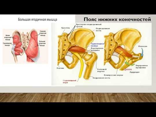 Пояс нижних конечностей