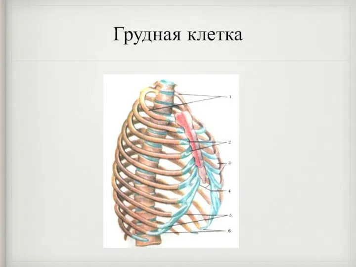 Грудная клетка