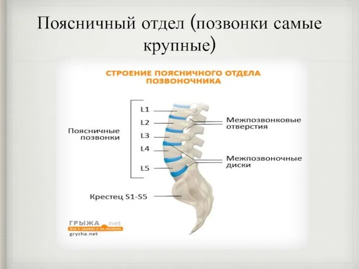 Поясничный отдел (позвонки самые крупные)