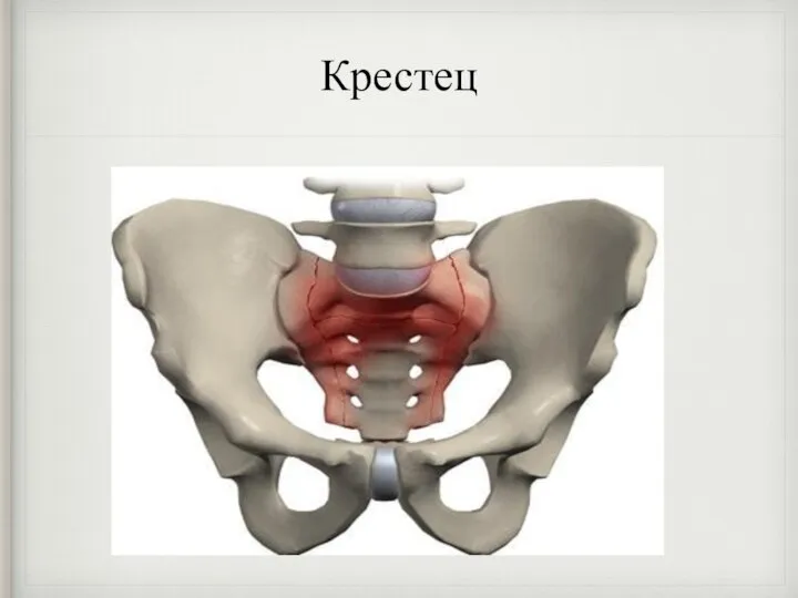 Крестец