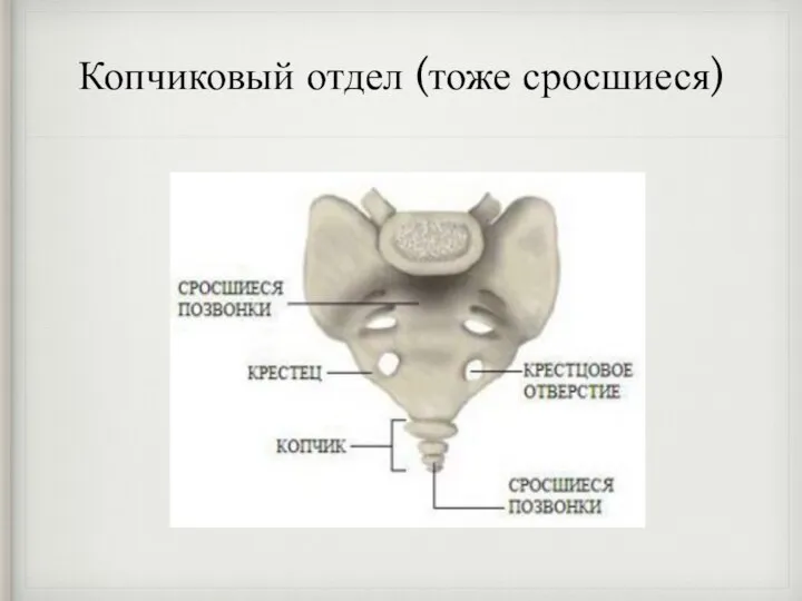 Копчиковый отдел (тоже сросшиеся)