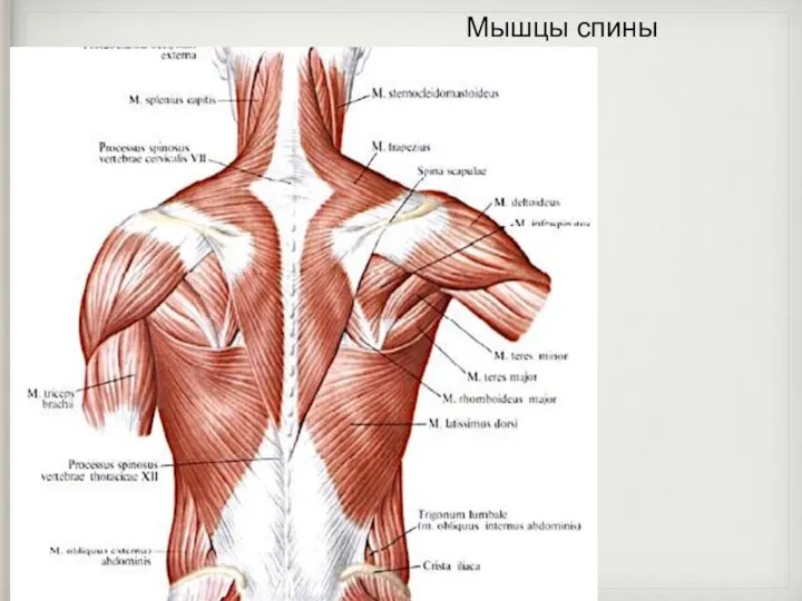 Мышцы спины