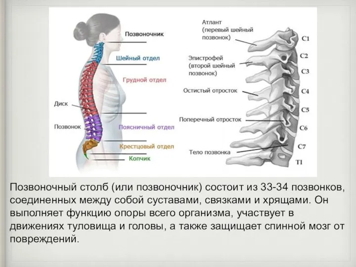 Позвоночный столб (или позвоночник) состоит из 33-34 позвонков, соединенных между собой суставами,