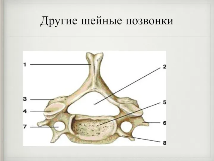 Другие шейные позвонки