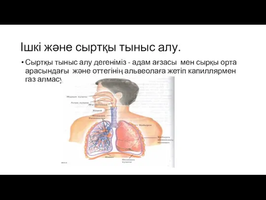 Ішкі және сыртқы тыныс алу. Сыртқы тыныс алу дегеніміз - адам ағзасы