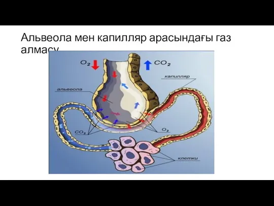 Альвеола мен капилляр арасындағы газ алмасу.