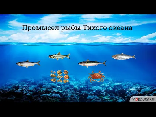 Промысел рыбы Тихого океана