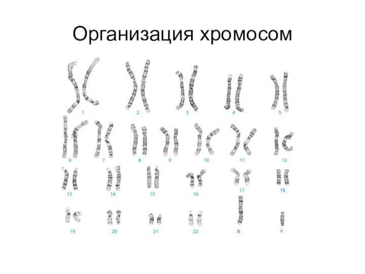Организация хромосом