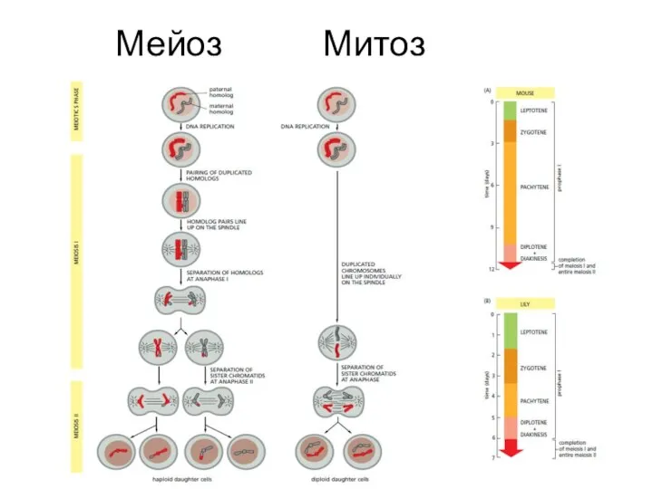 Мейоз Митоз