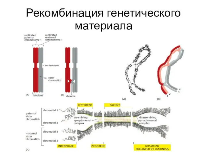 Рекомбинация генетического материала