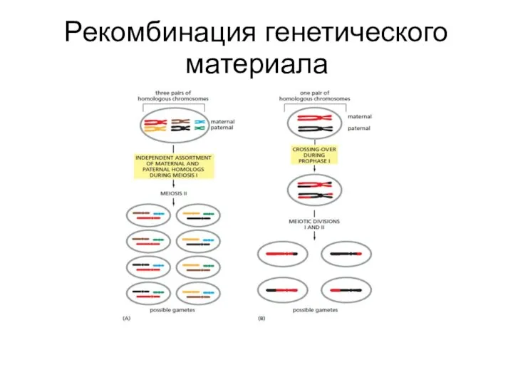 Рекомбинация генетического материала