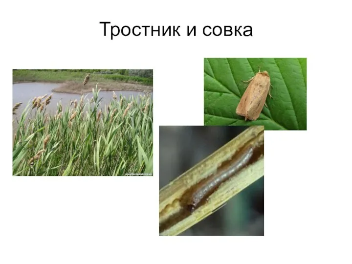 Тростник и совка