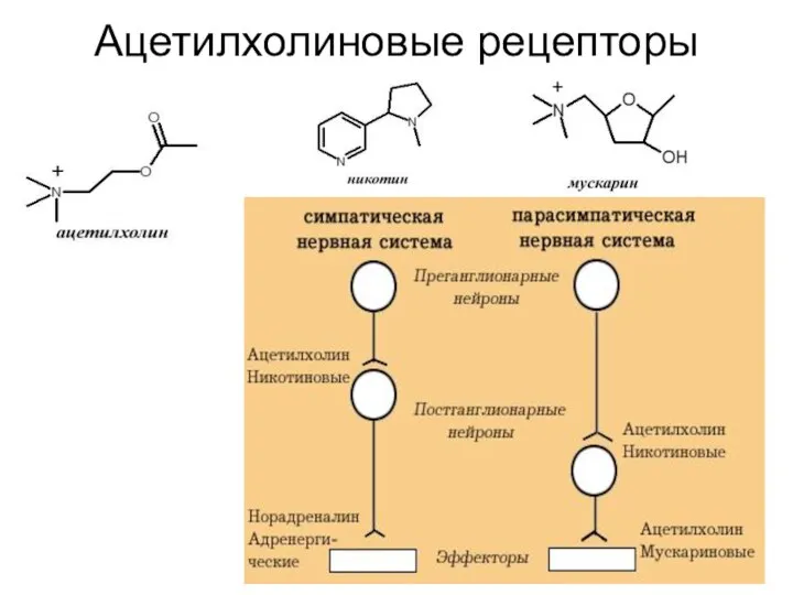 Ацетилхолиновые рецепторы