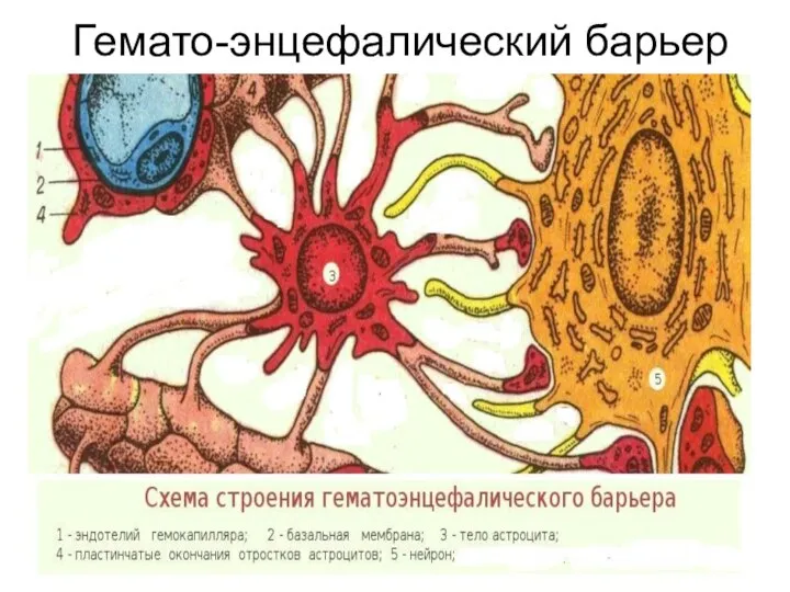 Гемато-энцефалический барьер