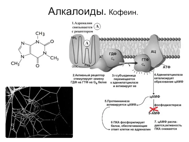 Алкалоиды. Кофеин.