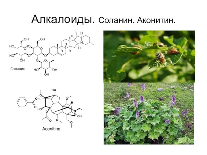 Алкалоиды. Соланин. Аконитин.