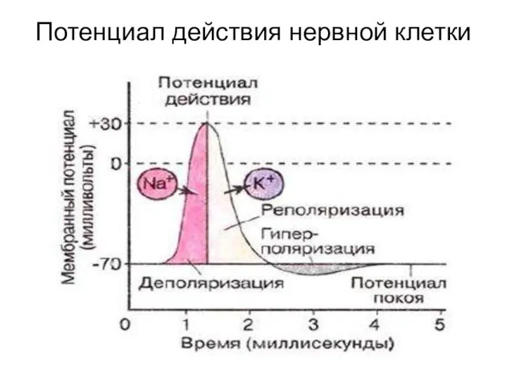 Потенциал действия нервной клетки