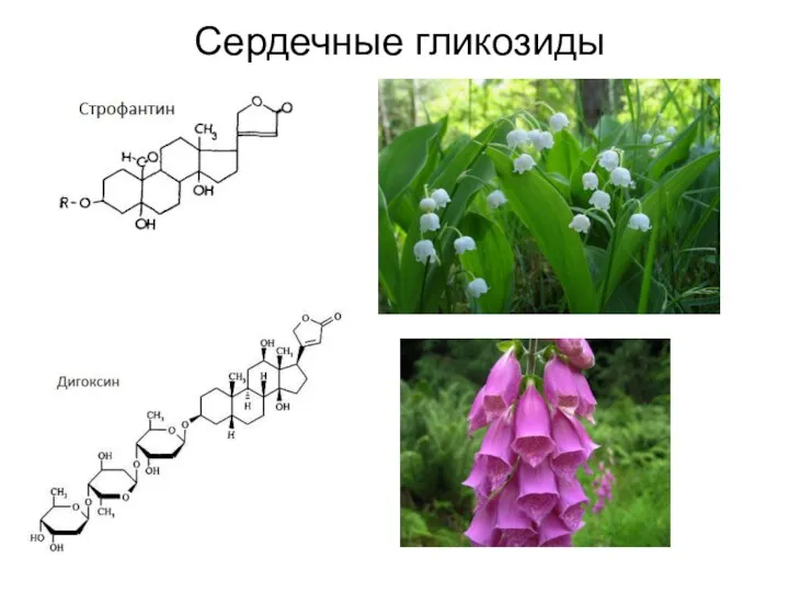 Сердечные гликозиды