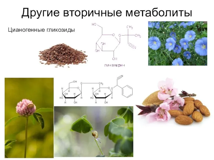 Другие вторичные метаболиты Цианогенные гликозиды