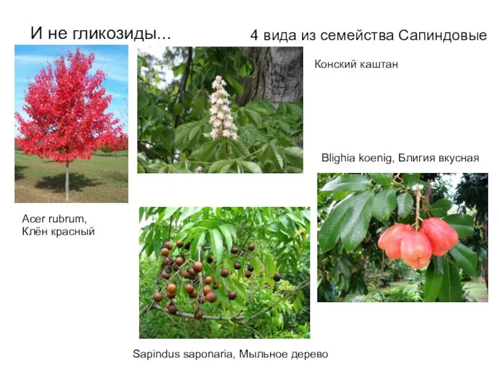 И не гликозиды... 4 вида из семейства Сапиндовые Acer rubrum, Клён красный