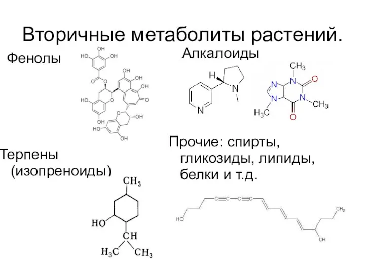 Вторичные метаболиты растений. Терпены (изопреноиды) Прочие: спирты, гликозиды, липиды, белки и т.д. Алкалоиды Фенолы