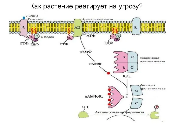 Как растение реагирует на угрозу?