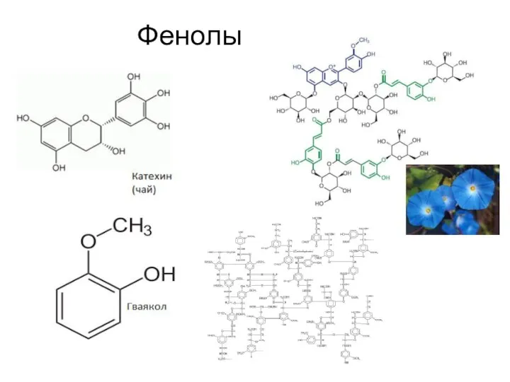 Фенолы