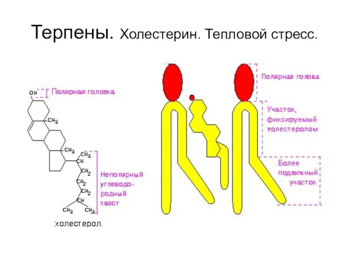 Терпены. Холестерин. Тепловой стресс.