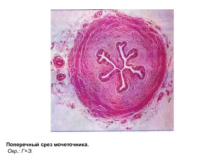 Поперечный срез мочеточника. Окр.: Г+Э.