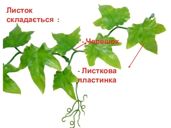 Листок складається : - Черешок - Листкова пластинка