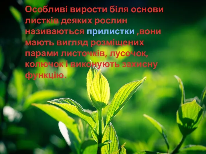 Особливі вирости біля основи листків деяких рослин називаються прилистки ,вони мають вигляд